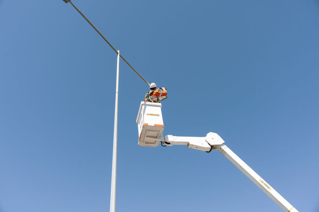 Macleayelec
